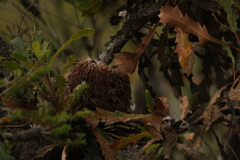Banksia quercifolia