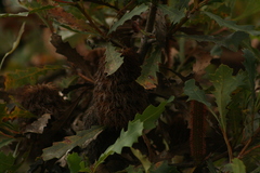 Banksia quercifolia