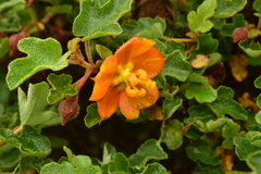 Fremontodendron decumbens
