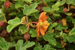 Fremontodendron decumbens