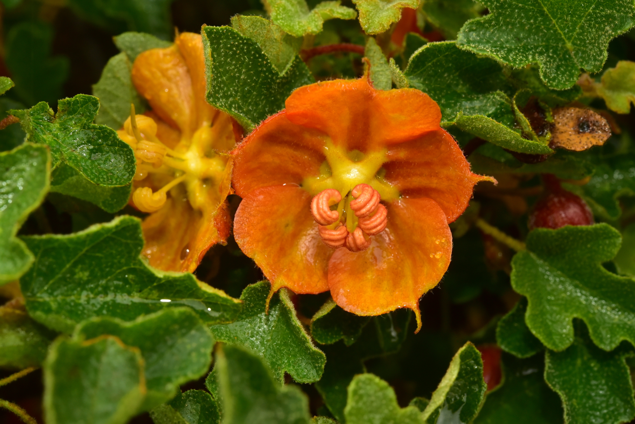 Fremontodendron decumbens