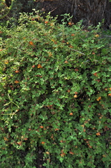 Fremontodendron decumbens