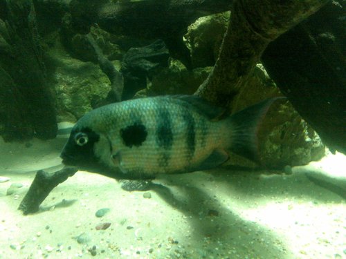Damba Mipentina