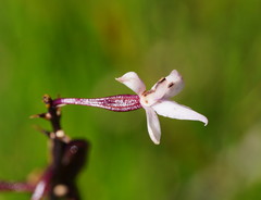 Dipodium roseum
