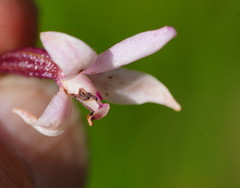 Dipodium roseum