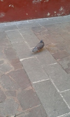 Columba livia domestica