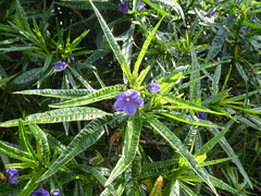 Solanum vescum