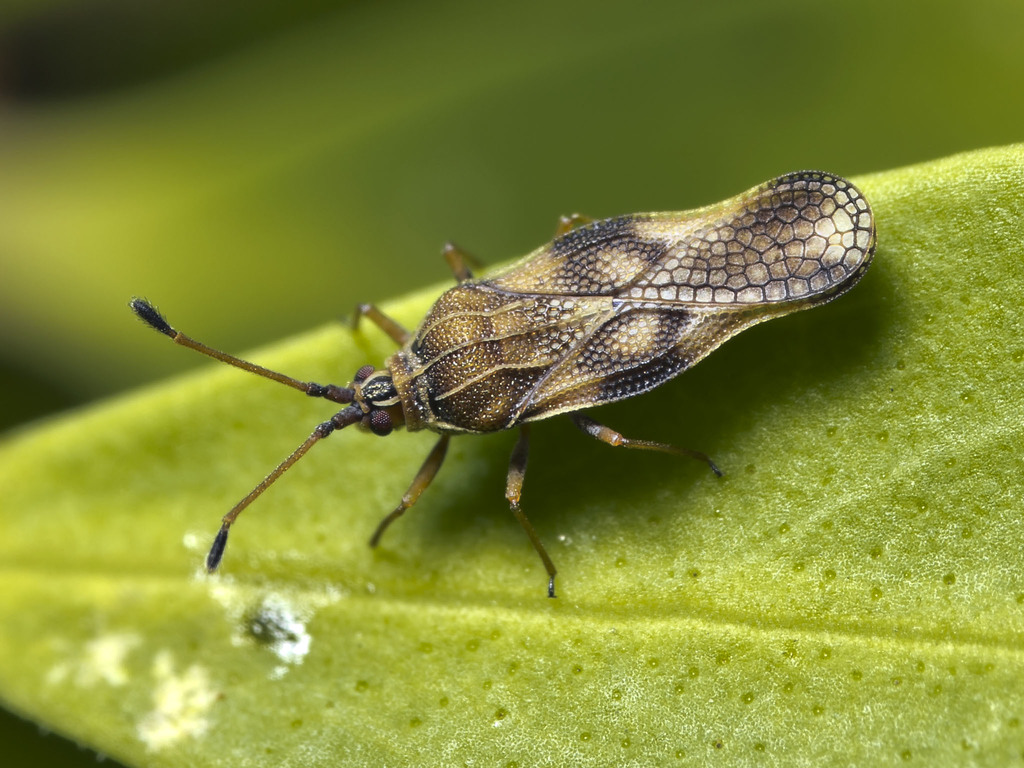 olive lace bug