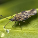 Olive Lace Bug - Photo (c) tony_d, some rights reserved (CC BY-NC), uploaded by tony_d