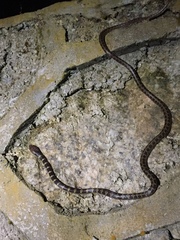 Lycodon subannulatus