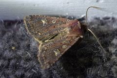 Ichneutica agorastis