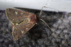 Ichneutica agorastis