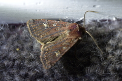 Ichneutica agorastis