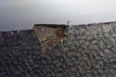 Ichneutica agorastis