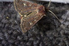 Ichneutica agorastis