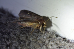 Ichneutica agorastis