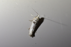 Aristotelia paradesma