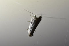 Aristotelia paradesma
