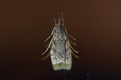 Eudonia bisinualis