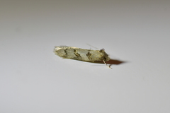 Trachypepla protochlora