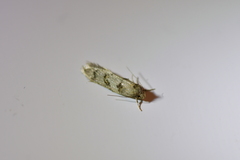 Trachypepla protochlora