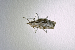 Scoparia cyameuta