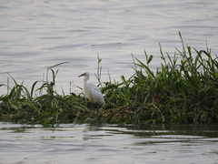 Egretta thula