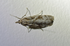 Scoparia cyameuta
