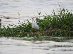 Egretta thula