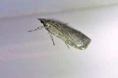 Eudonia cataxesta