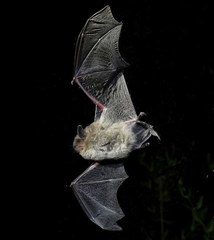 Chilean Myotis photo 2