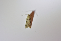 Trachypepla protochlora