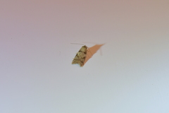 Trachypepla protochlora