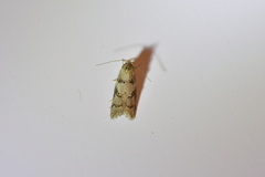 Trachypepla protochlora