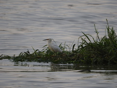 Egretta thula