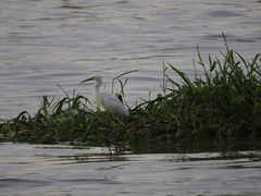 Egretta thula