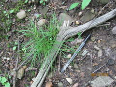 Carex tonsa rugosperma