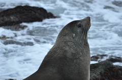 Arctocephalus forsteri