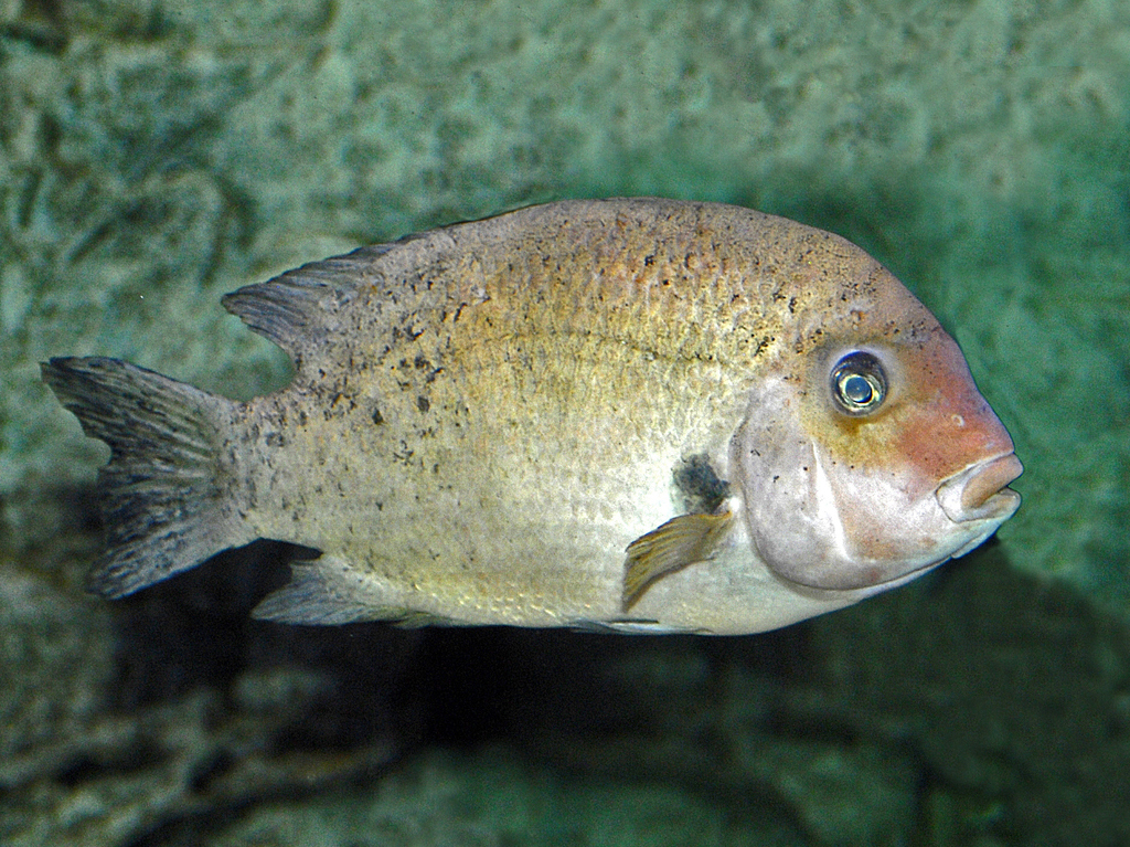 Damba