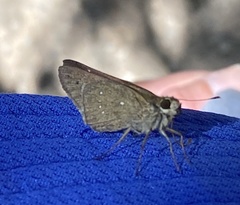 Pelopidas lyelli