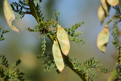 Parkinsonia praecox