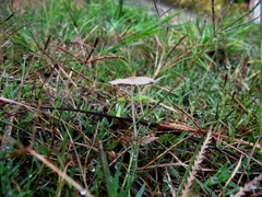 Fungi