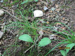 Carex tonsa rugosperma