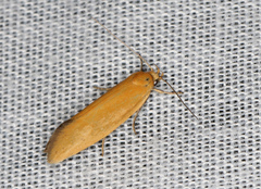 Telocharacta hemicroca