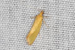 Telocharacta hemicroca