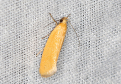 Telocharacta hemicroca