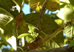Capanemia theresae