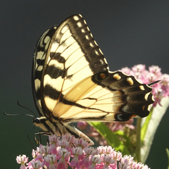 Papilio glaucus