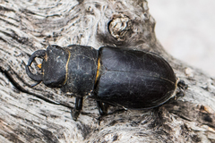Lucanus mazama