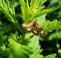 Pyrausta orphisalis